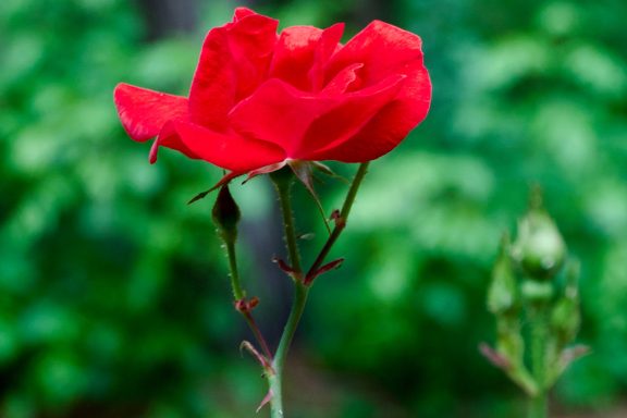 Bright red rose on a green background with soft focus.