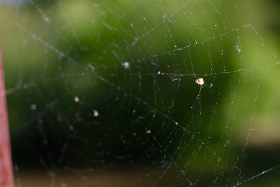 Close-up of a spider web with small droplets and a blurred green background.