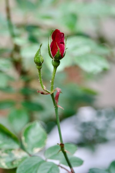 A close-up of a budding red rose surrounded by green leaves.