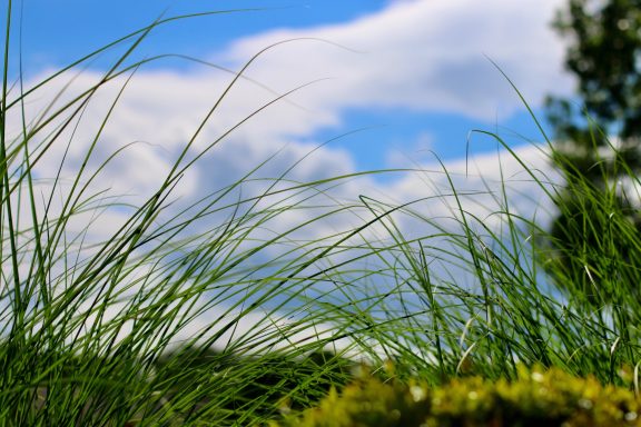 Tall green grass against a bright blue sky with fluffy white clouds.